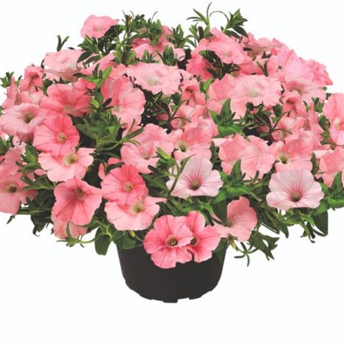 Petunia atkinsiana 'KUYAMBA® Salmon' - Petuunia 'KUYAMBA® Salmon'